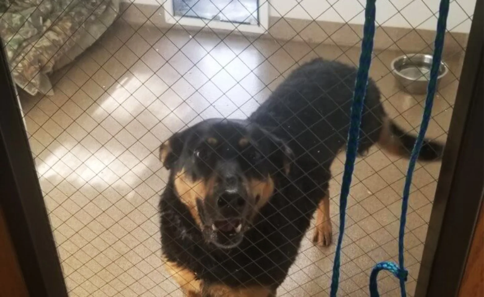 Black and brown dog in kennel